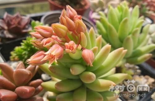 千佛手如何养才能开花？