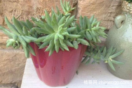 千佛手掉叶子怎么办，千佛手掉叶子的补救方法