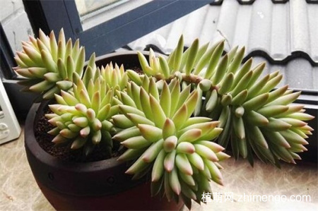 千佛手掉叶子怎么办，千佛手掉叶子的补救方法