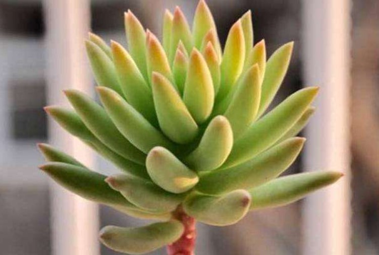 千佛手的花语是什么？千佛手的花期怎么管理？