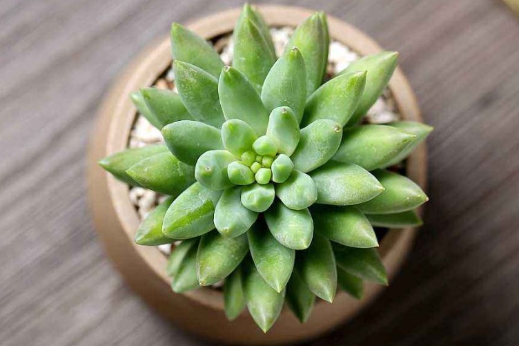 千佛手的花语是什么？千佛手的花期怎么管理？