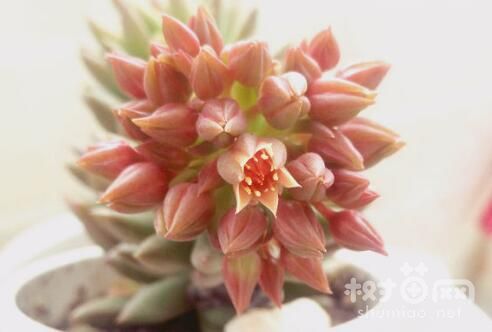 千佛手开花图片