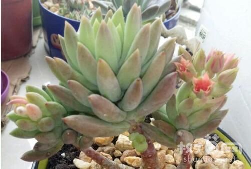 千佛手开花图片
