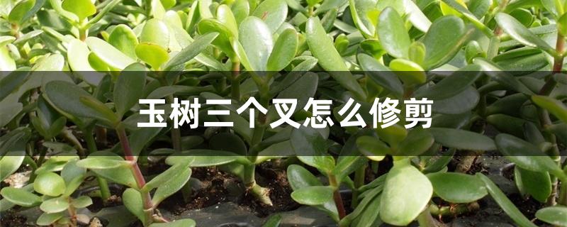 玉树三个叉怎么修剪