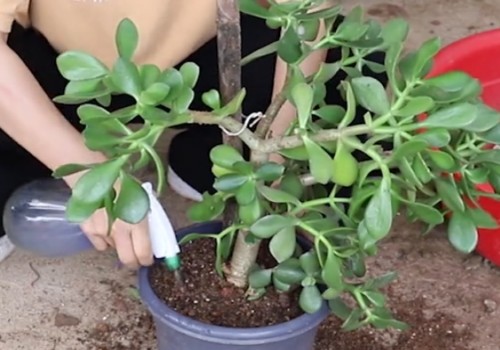 玉树换盆后需要立即浇水吗