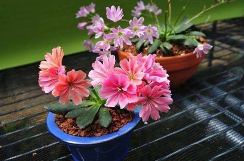 露薇花怎么养 露薇花的养护方法和注意事项(图)