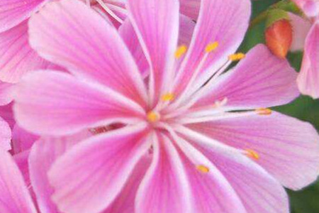 露薇花多年生吗