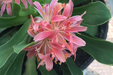 露薇花多年生吗