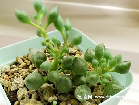 锦上珠养殖方法和注意事项