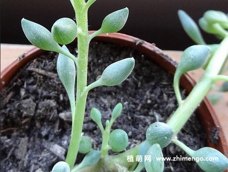 锦上珠养殖方法和注意事项
