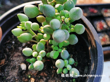 锦上珠养殖方法和注意事项