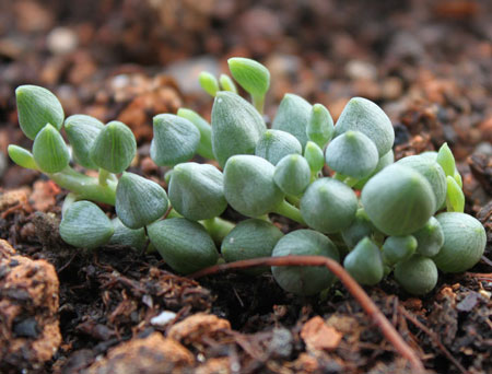 锦上珠是一种什么植物？锦上珠的别名及简介