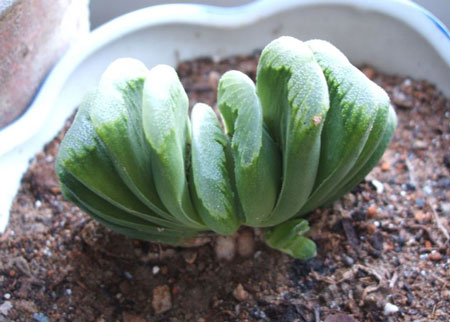 多肉植物玉扇的别名及简介