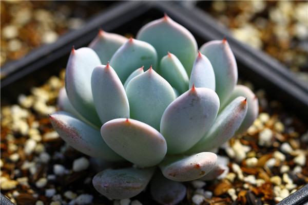 岩之雪狱 Echeveria ‘Prettiness’