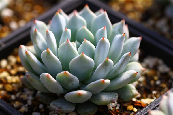 岩之雪狱 Echeveria ‘Prettiness’