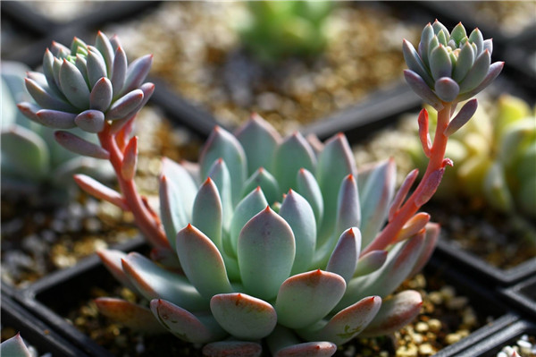 岩之雪狱 Echeveria ‘Prettiness’