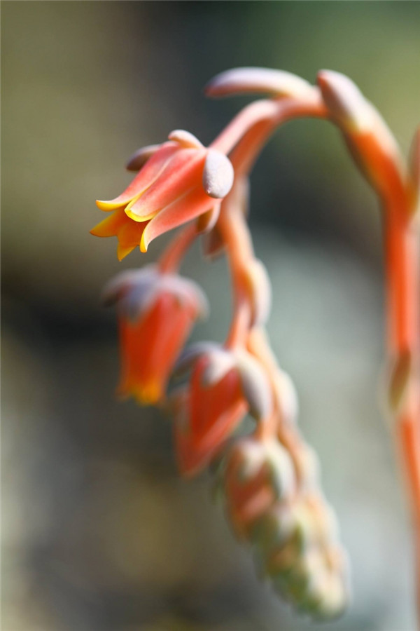 岩之雪狱 Echeveria ‘Prettiness’