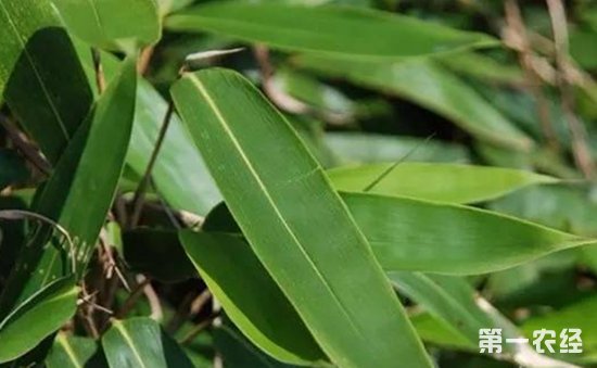 箬竹怎么种？箬竹种植时间与种植密度