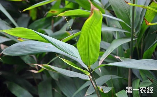 箬竹是竹子吗？箬竹什么时候移植好？