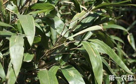 箬竹是竹子吗？箬竹什么时候移植好？