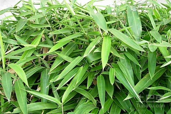 箬竹价格   了解好价格选择好箬竹