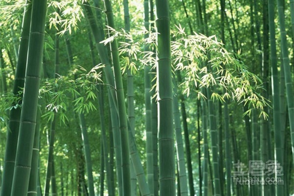 箬竹价格   了解好价格选择好箬竹