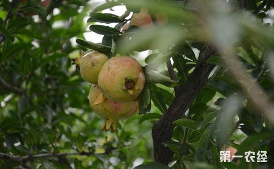 石榴树什么时候移栽？石榴树的种植时间和方法