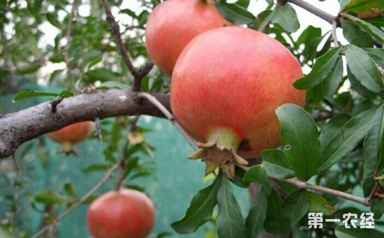 石榴树什么时候移栽？石榴树的种植时间和方法