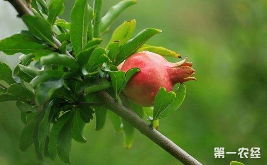 石榴树什么时候移栽？石榴树的种植时间和方法