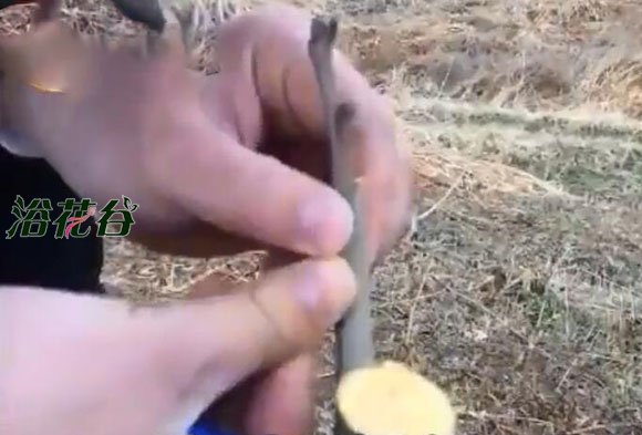 柿子树嫁接时间和方法_选对时间提高成活率