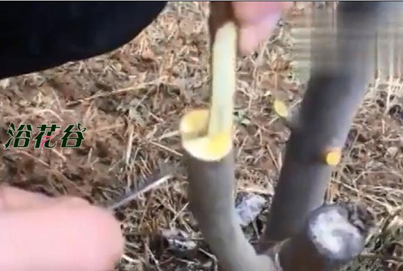 柿子树嫁接时间和方法_选对时间提高成活率