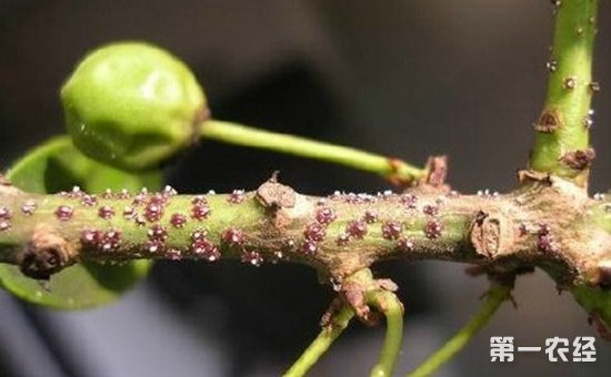 柿子树虫害有哪些？柿子树常见虫害的为害特点和防治方法