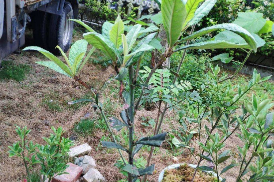 枇杷修剪季节和方法(枇杷怎样修剪才高产)