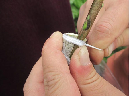 枇杷果树的嫁接方法和嫁接技术