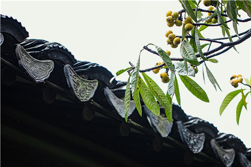 家中庭院可以种枇杷树吗？什么时候开花？几年结果？怎么修剪？种植技术有哪些？