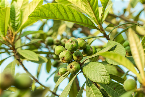 家中庭院可以种枇杷树吗？什么时候开花？几年结果？怎么修剪？种植技术有哪些？