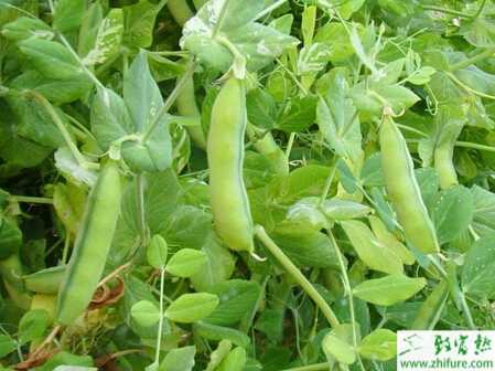 扁豆细菌性疫病的症状及防治