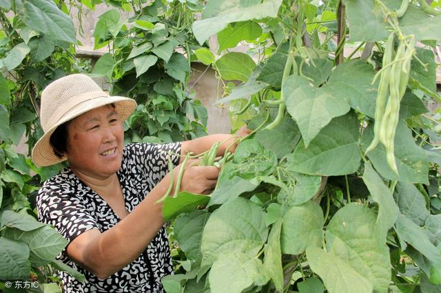 芸豆种植技术介绍，产量高，很实用的1。温度2。光照，日照光阴短而且光照充足，能够促进芸豆的提前成熟