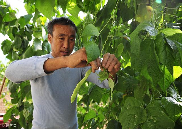 芸豆种植技术介绍，产量高，很实用的1。温度2。光照，日照光阴短而且光照充足，能够促进芸豆的提前成熟