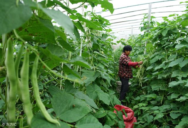 芸豆种植技术介绍，产量高，很实用的1。温度2。光照，日照光阴短而且光照充足，能够促进芸豆的提前成熟