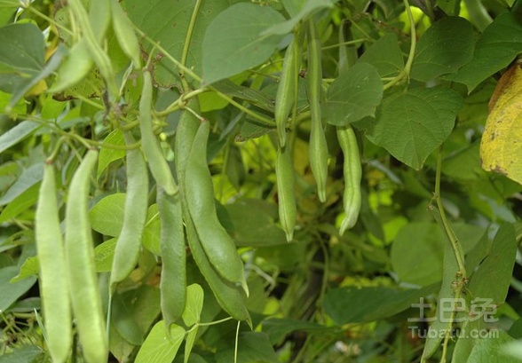 白芸豆图片介绍，何为名贵食用豆？