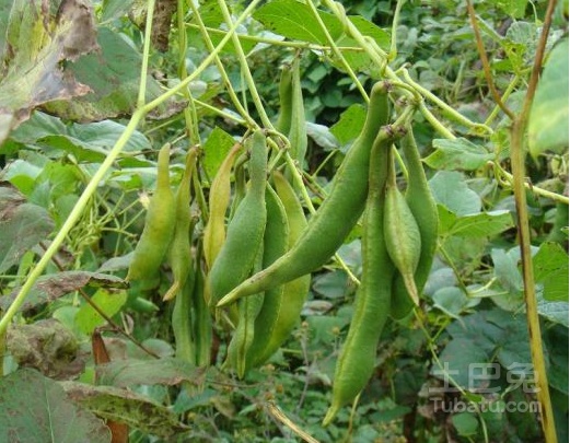 白芸豆图片介绍，何为名贵食用豆？