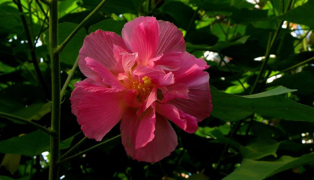 芙蓉花有花蕾不开花的原因