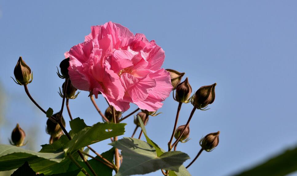 芙蓉花有花蕾不开花的原因