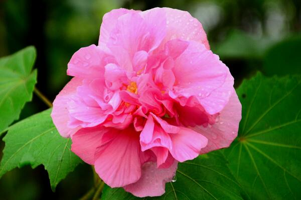 芙蓉花叶子蔫了原因以及补救方法