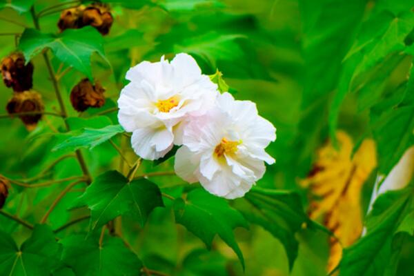 芙蓉花叶子蔫了原因以及补救方法