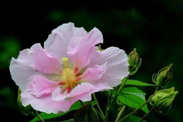 芙蓉花叶子蔫了原因以及补救方法