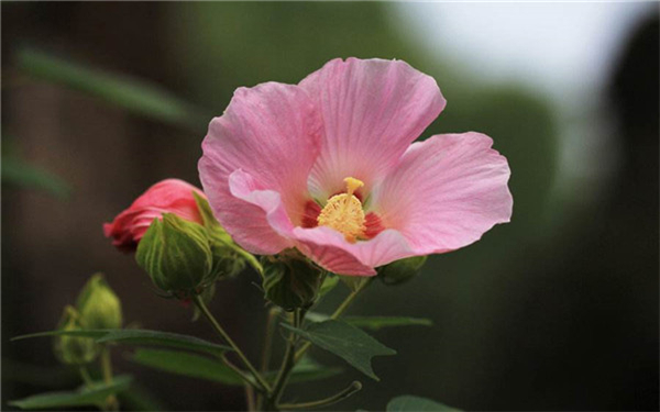 芙蓉花如何养殖 哪种土质最好