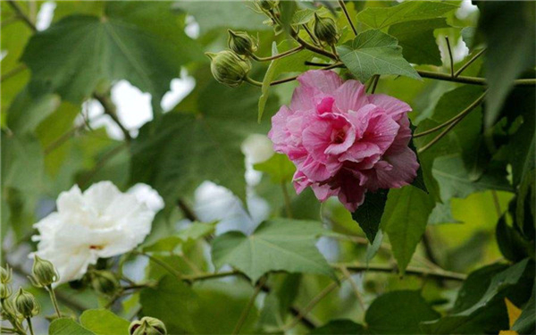 芙蓉花如何养殖 哪种土质最好