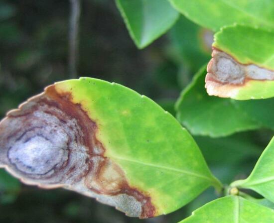 木槿花的病害防治方法